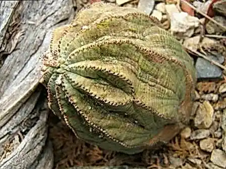 Sykaaa casino af7283